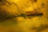 Fossil Spider (Araneae) and Prey In Baltic Amber #200193-3